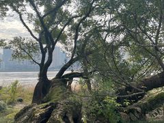 -江心屿景区