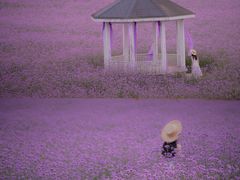 -紫颐香薰山谷景区