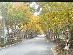 -海上花岛玫瑰园采摘