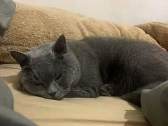 -帕帕拉兹宠物(亚洲旗舰店)