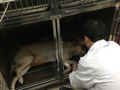 -申普宠物医院·眼科·心内科·影像科(普陀分院)