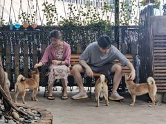 -柴犬高等学院·狗咖·柴犬售卖·宠物训练