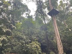 -西双版纳原始森林公园