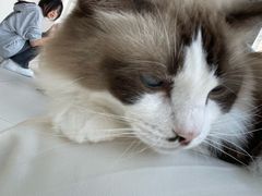 -怪兽屋·羊驼·猫咖·狗咖(俊华广场店)