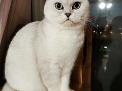 -十年猫舍·猫咪专门店(普陀店)