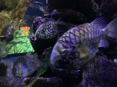 -暹罗海洋世界