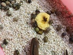 -中环花鸟鱼虫市场