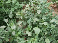 -阳阳中国饭(龙湖大兴天街)