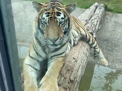 -西霞口神雕山野生动物世界