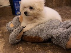 -仁华宠物医院(青羊店)