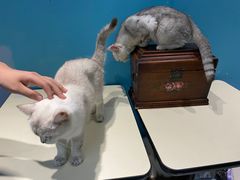 -猫色咖啡·猫咖