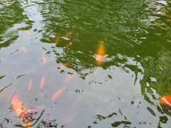 -南宁荔园维景国际酒店·荔园中餐厅