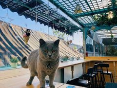 -猫小院猫主题咖啡厅(北锣店)