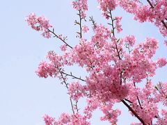 -古柏渡丰乐樱花园