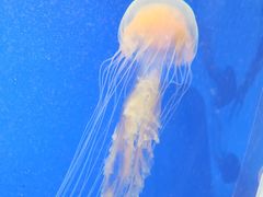 -上海海洋水族馆