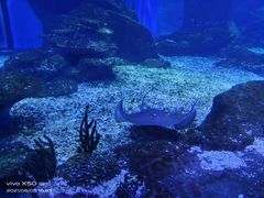 -海合安武汉极地海洋公园