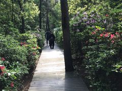 -铁山坪森林公园