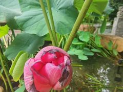 -花锦堂·隐庐