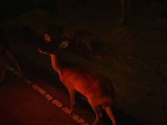 -清迈夜间动物园