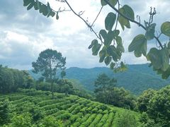 -雁南飞茶田景区