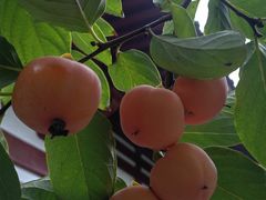 -西安华清御汤酒店