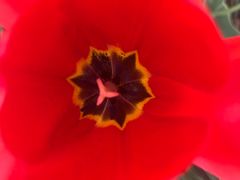 -洛阳郁金香牡丹园