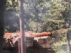 -秦皇岛野生动物园