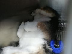 -东日国际动物医院·CT·心脏专科(桃源分院)