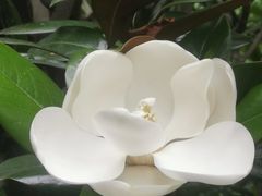 -瀛洲公园