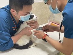 -阿荣24H宠物医院·综合型转诊中心·CT·核磁影像中心