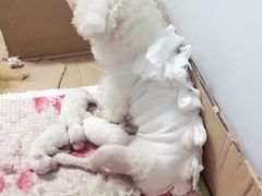 -瑞派宠物医院·24h·骨外科·皮肤科·全科宠物医疗转诊中心(沈阳浑南院)