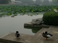 红烧鳝糊-东方太阳城淮扬餐厅(会所中餐厅店)
