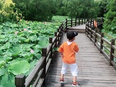 -大湾区中央湿地公园