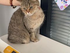 -伟伟宠物医院·瑞派猫友好医院·猫科(光谷店)