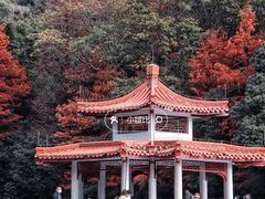 -深圳市中科院仙湖植物园