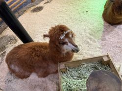 -Zoolung Zoolung动物主题公园(海信广场店)