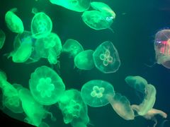 -成都浩海立方海洋公园