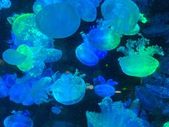 -海合安成都极地海洋公园