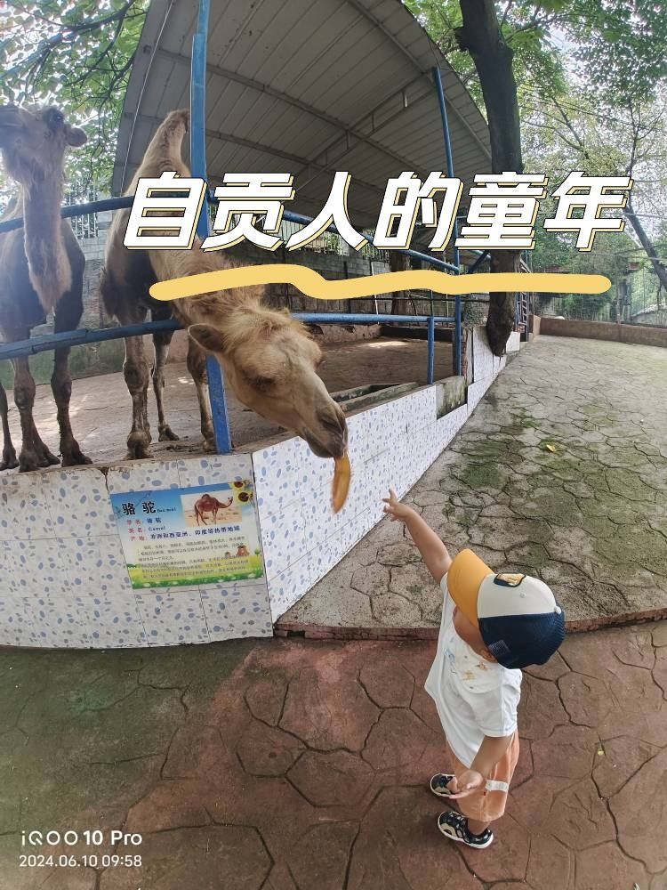 自贡彩灯公园动物园 🌟