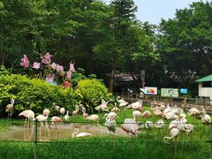 -广州长隆飞鸟乐园