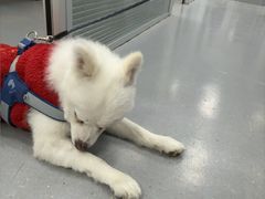 -心仪动物医院·牙专科·肿瘤·心脏科(西客站院)