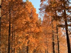 -黄海国家森林公园