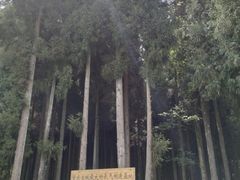 -武陵山森林公园