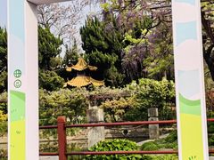 -嘉定紫藤园