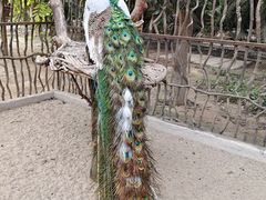 -呀路古热带植物园