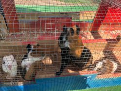 -萌宠亲子动物乐园(槐房万达店)