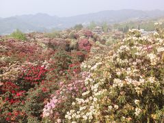 -贵州百里杜鹃风景名胜区