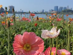 -顺峰山公园
