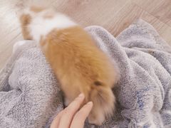 -浣熊柯尔鸭土拨鼠·电玩咖