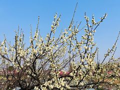 -泗洪洪泽湖湿地景区